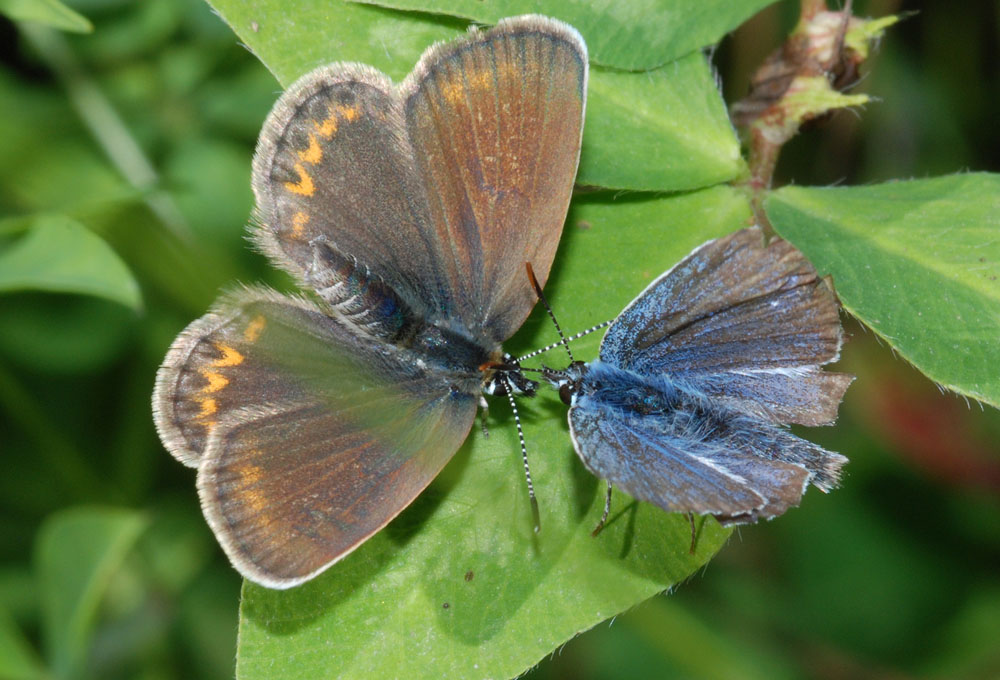 Det. lycaenidae